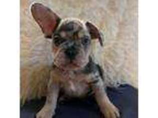 French Bulldog Puppy for sale in Grawn, MI, USA