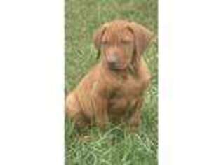 Rhodesian Ridgeback Puppy for sale in Houston, TX, USA