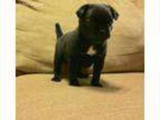 Pug Puppy for sale in Logan, UT, USA
