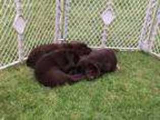 Labrador Retriever Puppy for sale in Worthington, MA, USA