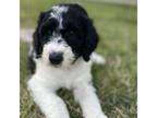 Old English Sheepdog Puppy for sale in Bloomfield, NJ, USA