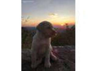 Labrador Retriever Puppy for sale in Harrisonburg, VA, USA