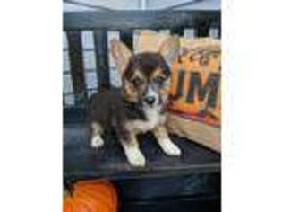 Pembroke Welsh Corgi Puppy for sale in Willard, MO, USA