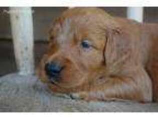 Goldendoodle Puppy for sale in Defiance, MO, USA