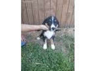 Bernese Mountain Dog Puppy for sale in Plymouth, IL, USA