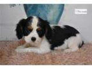 Cavalier King Charles Spaniel Puppy for sale in Mansfield, OH, USA