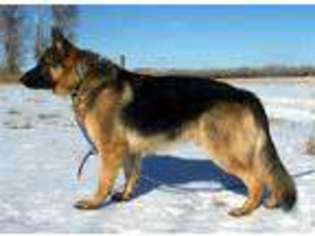 German Shepherd Dog Puppy for sale in MC COOK, NE, USA