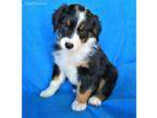 Australian Shepherd Puppy for sale in Blomkest, MN, USA