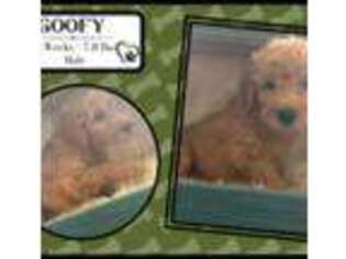 Goldendoodle Puppy for sale in Palmer, NE, USA
