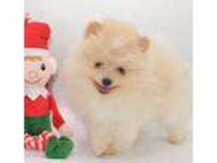 Pomeranian Puppy for sale in Chicago, IL, USA