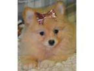Pomeranian Puppy for sale in Arab, AL, USA