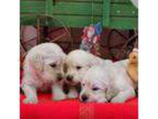 Goldendoodle Puppy for sale in Riverside, TX, USA