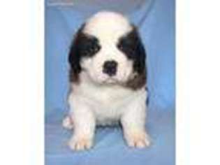 Saint Bernard Puppy for sale in Cambridge, NE, USA