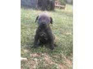 Cane Corso Puppy for sale in Cave City, AR, USA