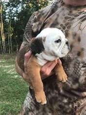 Bulldog Puppy for sale in BONNEAU, SC, USA