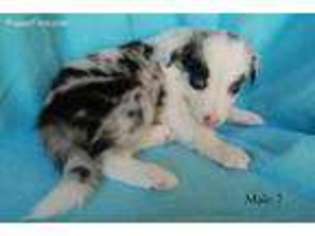 Border Collie Puppy for sale in Bingen, WA, USA