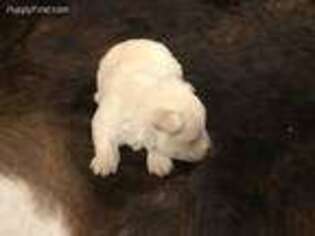 Scottish Terrier Puppy for sale in Goodrich, TX, USA
