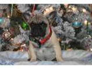 French Bulldog Puppy for sale in Olden, TX, USA