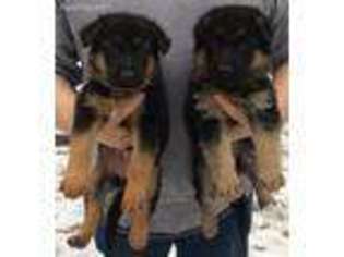 German Shepherd Dog Puppy for sale in Roscommon, MI, USA