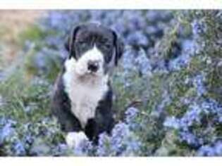 Great Dane Puppy for sale in Lake Elsinore, CA, USA