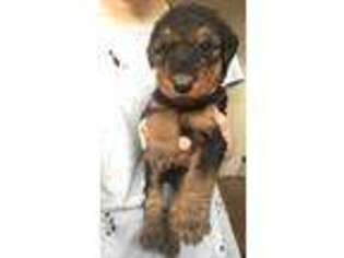 Airedale Terrier Puppy for sale in Elizabethtown, KY, USA