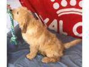 Goldendoodle Puppy for sale in Claypool, IN, USA
