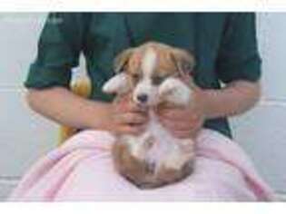 Pembroke Welsh Corgi Puppy for sale in Fredonia, PA, USA