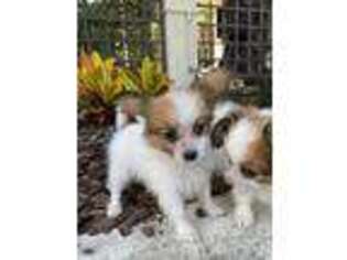 Papillon Puppy for sale in Ocala, FL, USA