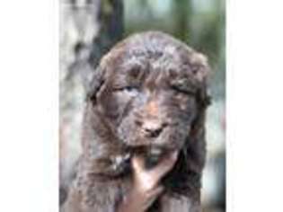 Labradoodle Puppy for sale in Marsing, ID, USA