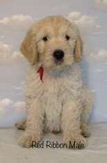 Mutt Puppy for sale in Erie, PA, USA