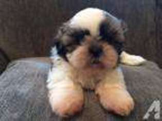 Mutt Puppy for sale in STAR PRAIRIE, WI, USA