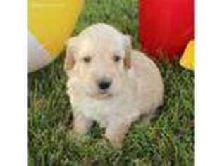 Goldendoodle Puppy for sale in Salem, IA, USA