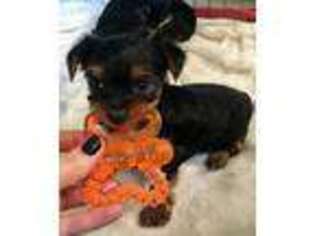 Yorkshire Terrier Puppy for sale in Terrell, TX, USA