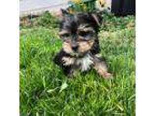Yorkshire Terrier Puppy for sale in Saratoga Springs, NY, USA