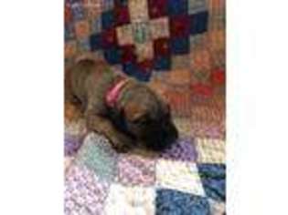 Great Dane Puppy for sale in Ashland, ME, USA