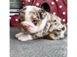Bulldog Puppy for sale in West Plains, MO, USA