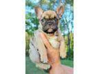 French Bulldog Puppy for sale in Lewistown, PA, USA