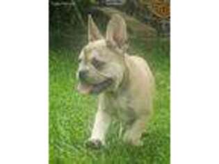 French Bulldog Puppy for sale in Drury, MO, USA