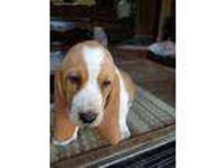 Basset Hound Puppy for sale in Kountze, TX, USA