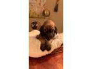 Afghan Hound Puppy for sale in Allentown, PA, USA