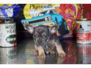 French Bulldog Puppy for sale in Bristol, IN, USA