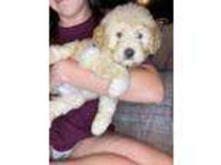 Goldendoodle Puppy for sale in Pembroke, NC, USA
