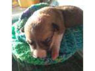 Pembroke Welsh Corgi Puppy for sale in Centerville, WA, USA