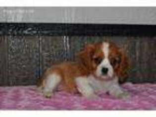 Cavalier King Charles Spaniel Puppy for sale in Arthur, IL, USA