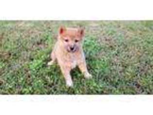Shiba Inu Puppy for sale in Rock Hill, SC, USA