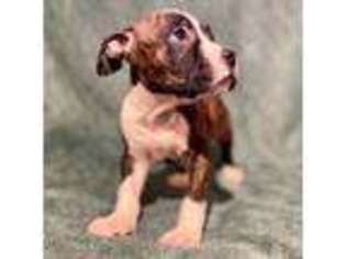 Staffordshire Bull Terrier Puppy for sale in Winchester, VA, USA