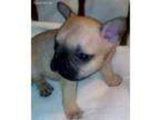 French Bulldog Puppy for sale in Iowa City, IA, USA
