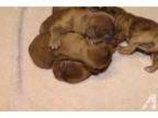 Cavalier King Charles Spaniel Puppy for sale in DEMOREST, GA, USA
