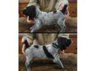 Wirehaired Pointing Griffon Puppy for sale in Arkdale, WI, USA
