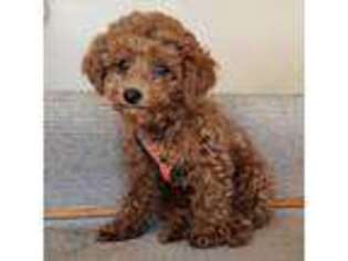 Mutt Puppy for sale in Waterford, CT, USA